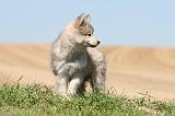 CHIEN FINNOIS DE LAPONIE 558